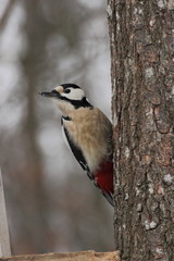 woodpecker