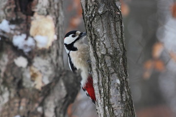 woodpecker on tree