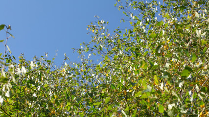 Fototapeta na wymiar Birch (Betula pendula) trees top, sun shining through autumn leaves, blue sky (space for text) in background