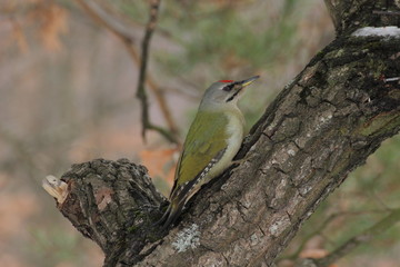Grey-headed woodpecker