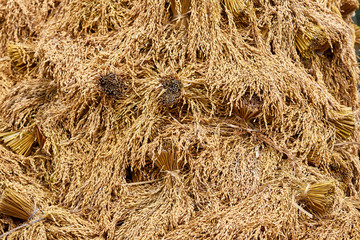 Bundles of dried rice collected on the field