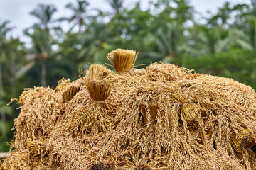 Bundles of dried rice collected on the field