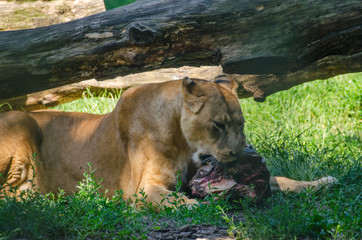 Lion eating its prey 