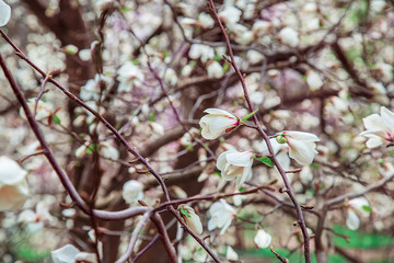 Large pink and white magnolia trees bloom in a park on a spring day.