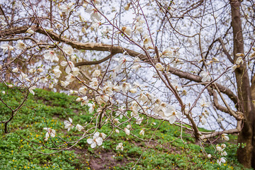 Large pink and white magnolia trees bloom in a park on a spring day.