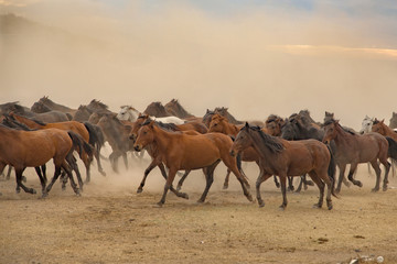 the old horses run out of dust in smoke