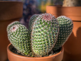 Closeup of cactus plant