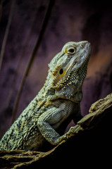 green lizard