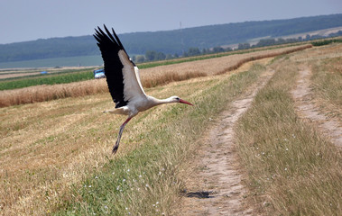 Summer landscape with a stork in the field