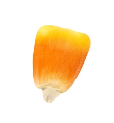 Macro kernel corn isolated on white, background, clipping path