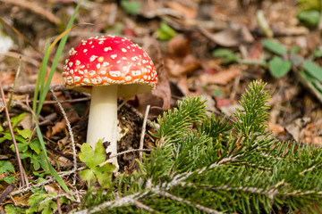 Amanita muscaria mushroom close up, nature background
