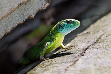 Naklejka na ściany i meble Colorful blue, green and yellow lizard waiting in a crevice, looking outside in search of prey