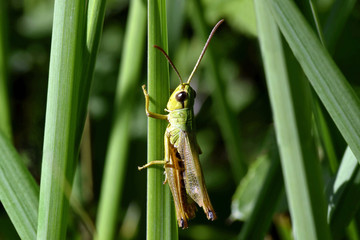 Yellow green grasshopper clinging to a vertical strand of sharp green grass with a darker background