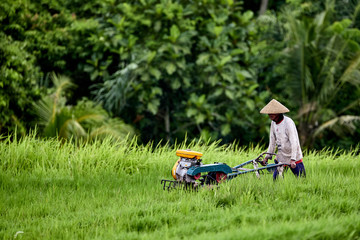Farmer working on rice terrace in national hat. 