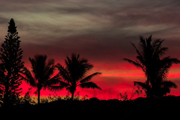 Black palm silhouettes with red sky after sunset