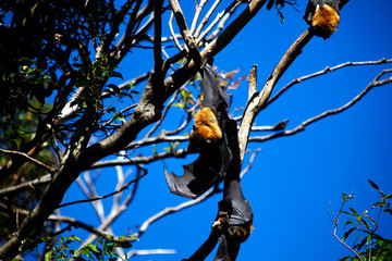 Flying fox waking up