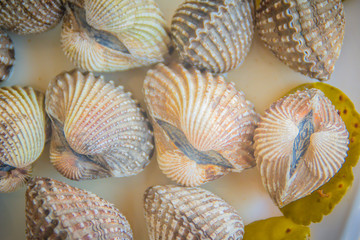 Boiled blood clams on white dish background. Steamed cockles frame with herb. Blood cockles or blood clams (Tegillarca granosa) background for seafood concept.