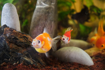 Oranda goldfish