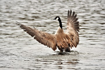 カナダ雁　雁　CANADAIAN　GOOSE