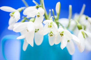 Snowdrops with blue background