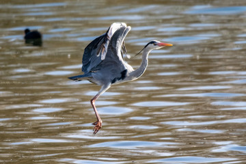 Grey heron (Ardea cinerea) in flight