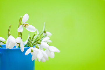 Beautiful snowdrops close up with green background