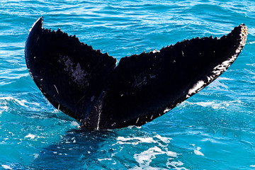 Huge humpback tail