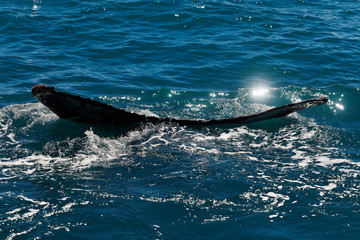 Slim humpback tail