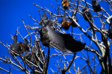Flying fox spreads one wing hanging in a tree 