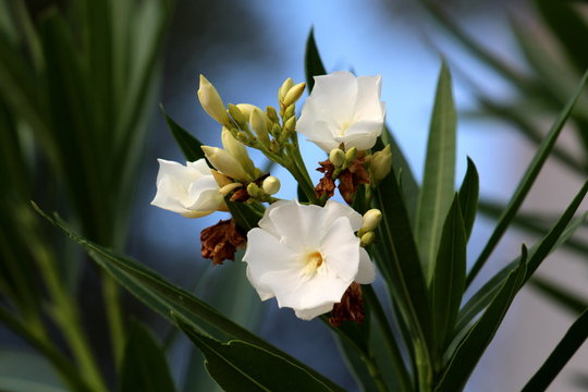 Oleander or Nerium oleander shrub plant with three fully open blooming white flowers next to closed flower buds surrounded with long dark green leaves on warm sunny summer day