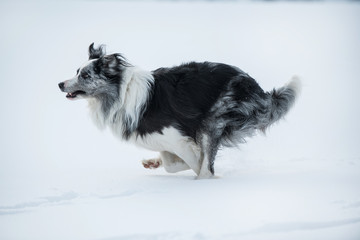 Running border collie dog in winter landscape