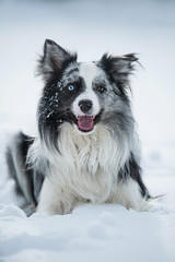 Border collie in winter landscape