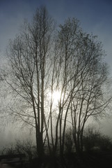 Obraz na płótnie Canvas Trees silhouette 