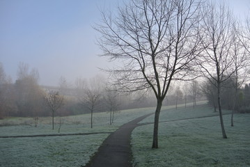 Morning mist in the city park 