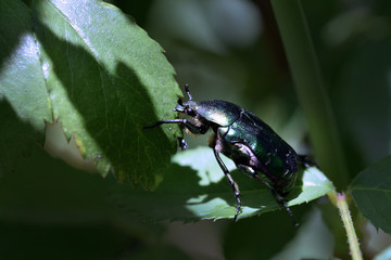 Macro photo of a European rose chafer bug climbing leaves