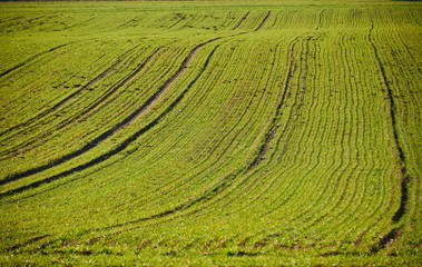 fertile cultivated ground