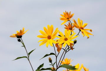 Open blooming bright yellow flowers of Jerusalem artichoke or Helianthus tuberosus or Sunroot or Sunchoke or Earth apple herbaceous perennial sunflower plants surrounded with dark green leaves and cle