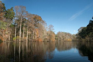 Obraz premium Santa Fe River in winter. Gilchrist Blue Springs State Park, Florida, USA