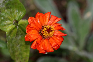 Orange petals of beautiful Zinnia flower with yellow center starting to shrivel and wither sprinkled with light rain on cloudy gloomy day in local garden