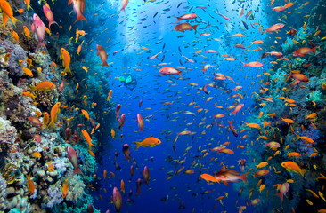 Group of divers explore colorful coral reef.