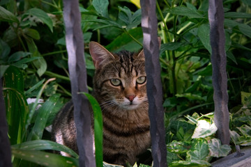Naklejka na ściany i meble Brown striped cat looking directly at the camera lens past the fence bars