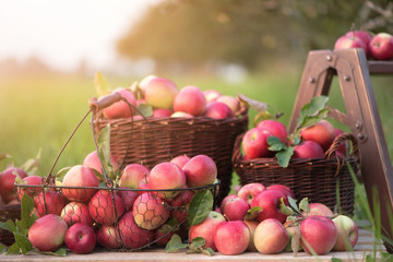 Apples in brown, wicker baskets in the orchard. Natural, autumn background with red apples.