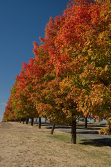 Obraz premium Fall tree colors