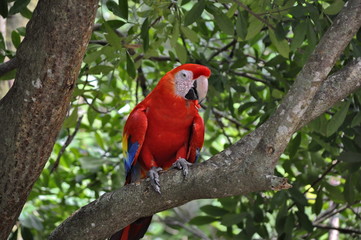 Isla Roatan, Honduras