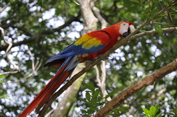 Red Macaw Parrot Close Up