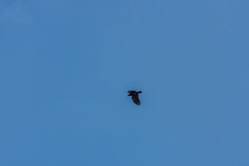 vogel am blauen himmel