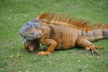 Close Up Oranga Iguana