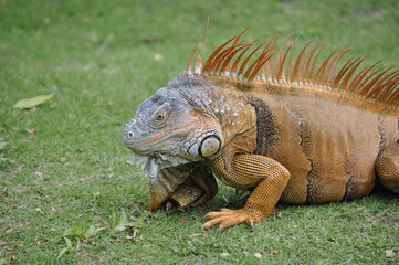 Close Up Oranga Iguana