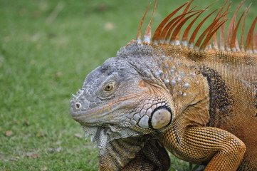 Close Up Oranga Iguana
