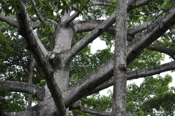 Rainforest in Isla Roatan, Honduras